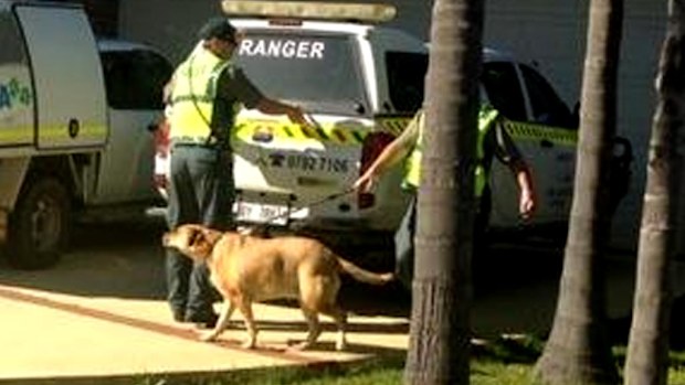 RSPCA rangers take a dog from the Farnell home in Bunbury, WA. Picture: Josh Jerga