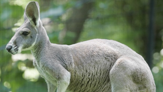 Kangaroo meat is "riddled with pathogens", a Greens MP has said. (AAP)