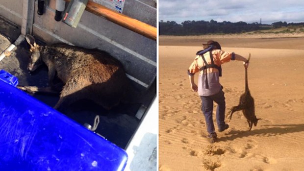 Victorian fisherman returned a wallaby they found floating 200m off Phillip Island to shore. (Supplied / Paul Heenan)