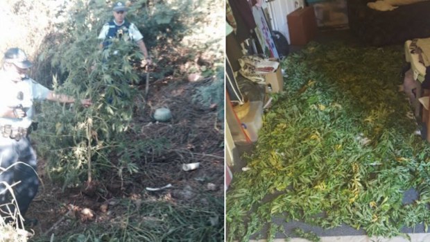 Police locate a large cannabis crop. (Image courtesy of NSW Police)