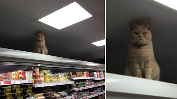 This is the second time the cat has gone viral on social media. (Twitter)