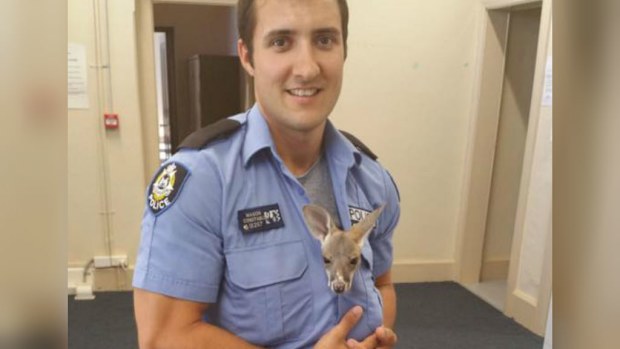 Constable Mason from Cue Police Station with the joey. (WA Police)