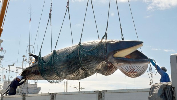 A minke whale caught by Japanese researchers. (AAP)