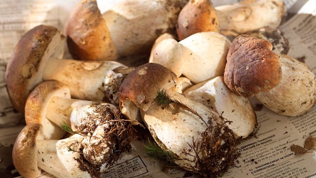 The wild mushrooms are making the UK criminals a lot of money. (Getty Images)