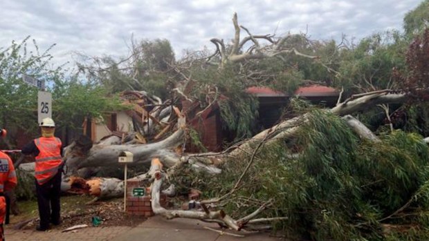 Strong winds knocked a tree onto a Salisbury home. (Hannah Dawkins, 9NEWS)