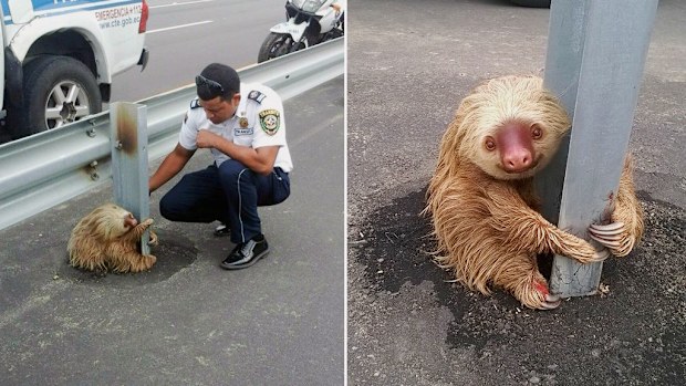 A sloth in trouble. (Facebook/Comisión de Tránsito del Ecuador)