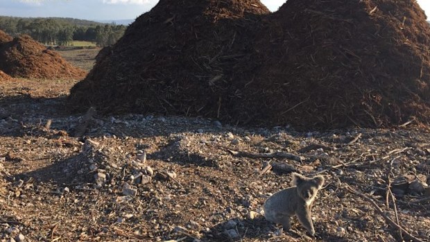 The young koala was found on a Gold Coast development site. (Wildcare Australia Inc.)