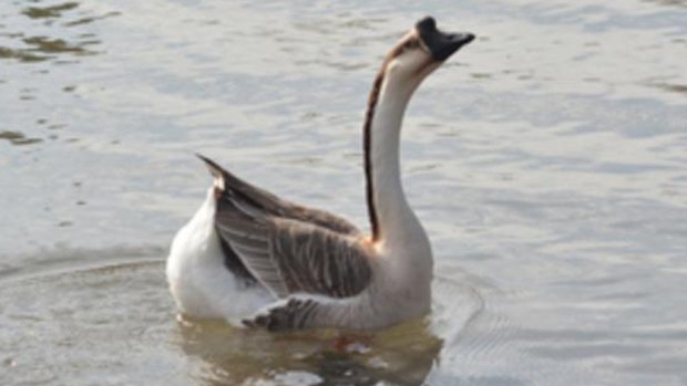 Goose nicknamed Will "heartbroken" after lifelong partner Kate was shot. (Twitter)
