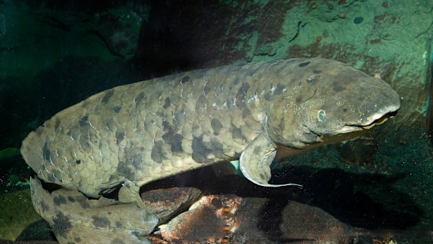 'Granddad' the lungfish has been euthanised at a Chicago Aquarium. (AAP)