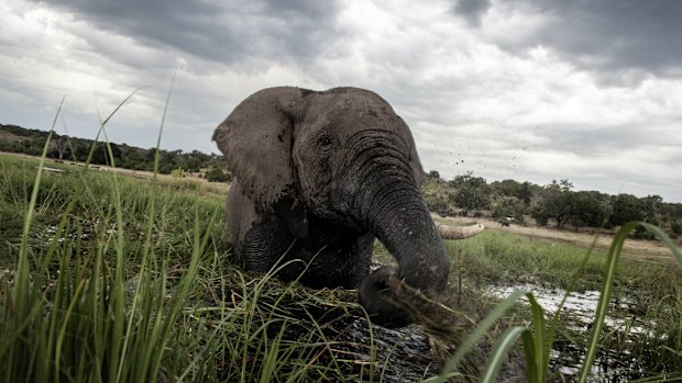 An elephant splashes in the waters of the Chobe River in Botswana. (AFP)