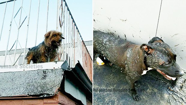 Two dogs were found have been rescued from a Newark rooftop after it began to melt. (Facebook/Associated Humane Societies).
