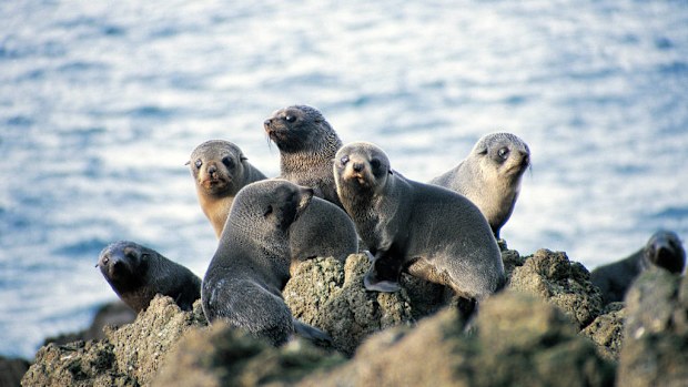 Two New Zealand fur seals were found headless on a beach in South Australia. (AAP Image/Suree Pritchard)