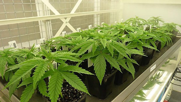 A medicinal cannabis crop which will be used to treat sick children in Victoria next year. (AAP)