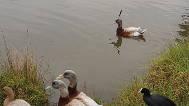 The duck was photographed in the Adelaide Hills suburb of Nairne. (RSPCA South Australia)