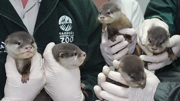 Taronga Western Plains Zoo welcomed the Oriental small-clawed otters in September. (Taronga Western Plains Zoo) 