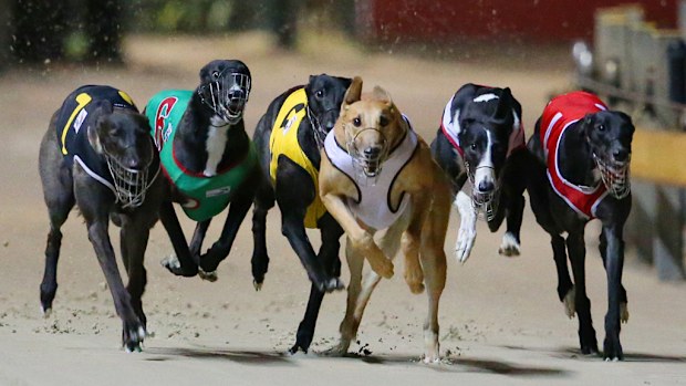 Greyhounds racing in Sydney. (AAP file image)