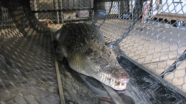 A three-metre crocodile captured in Moon River, south of Cairns, North Queensland on September 19, 2013. (AFP)
