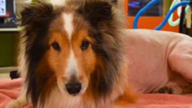 Ollie was saved just minutes before being put down. (DoveLewis)