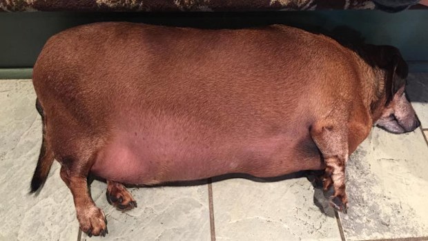 An overweight sausage dog who weighed a shocking 17kg has had a remarkable turnaround, eight months after he first arrived at a Texan animal shelter. (Facebook/Skinny Vinnie of K-9 Angels Rescue Houston)