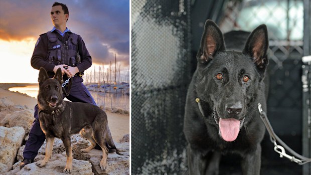 Rumble and his handler (left) and Storm. (Supplied, WA Police)