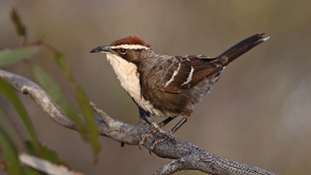 The babbler, which is found only in the Australian outback, has a call pattern that shows surprising parallels to human language. (Wikipedia/Chris Tzaros)