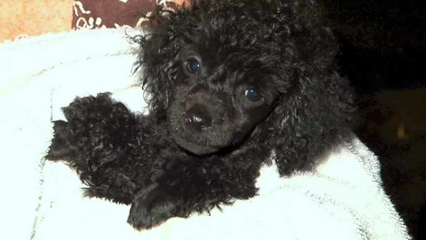 Rev the 6-week-old poodle puppy. (9NEWS)