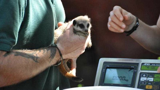 An eight-week old meerkat pup made a daring escape during his first vet check-up at Perth Zoo. (AAP)