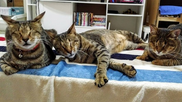 Blue, Meadow and Little Willow. (Facebook/Three Blind Cats)