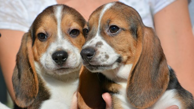Some of the seven puppies conceived through IVF. (AAP)