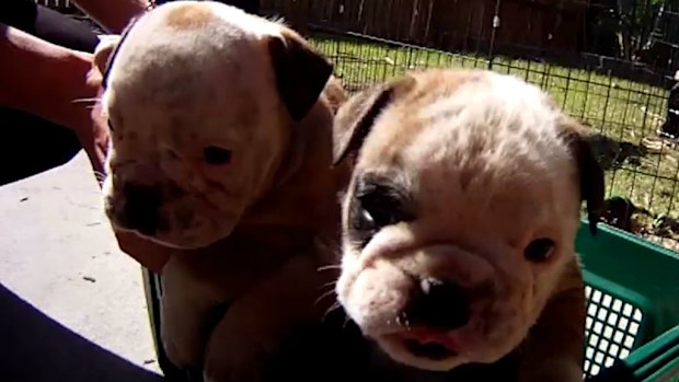 A Mongols bikie has been arrested over the theft of four bulldog puppies on the Gold Coast. (Queensland Police)