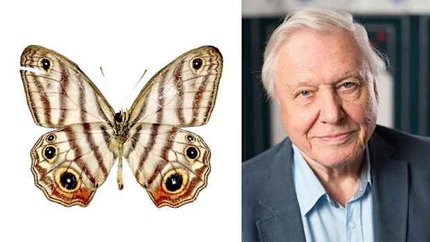 Attenborough's Blackeyed-Satyr. (ZooKeys/AAP)