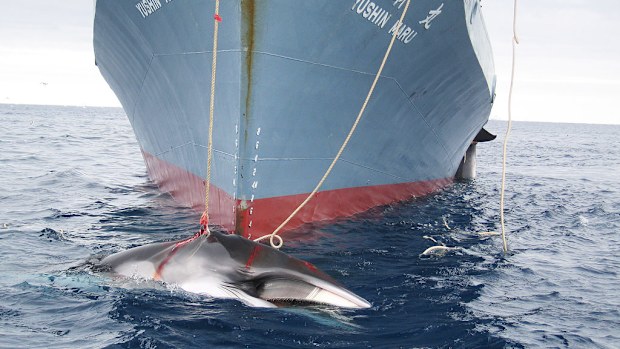 The world's whaling watchdog has voted to conduct stricter reviews of whale hunts. (File/AFP/ Australian Customers Service)