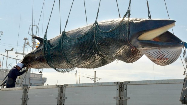 A minke whale caught for the purpose of "scientific research" is landed at the port of Kushiro. (AAP)