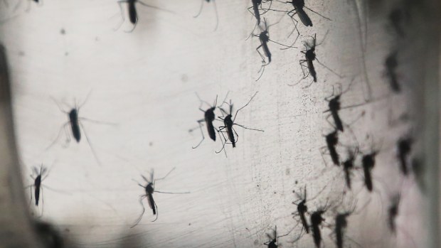 The Zika virus is commonly transmitted by mosquito bite. (Getty)