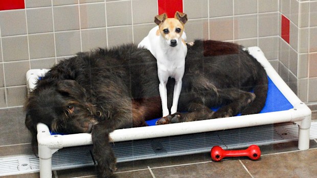 Odd couple “CC" and “Chewbacca". (Facebook/Animal Rescue League of Iowa)