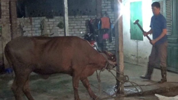 A man preparing to slaughter a cow with a sledgehammer in a Vietnam abattoir. (Animals Australia) 