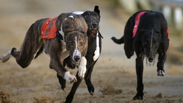 RSPCA South Australia wants evidence the greyhounds are safe. (AAP)