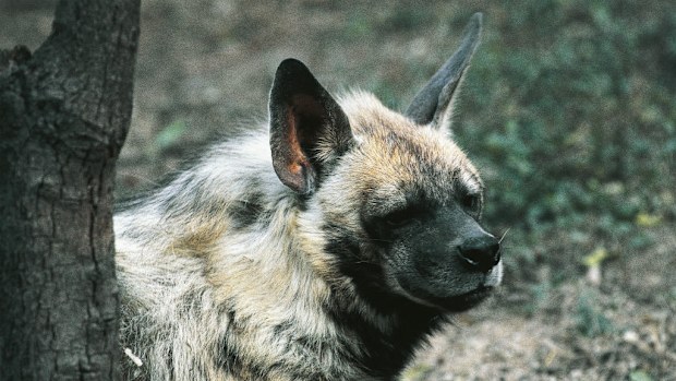 Hyena... not interested (Getty Images)