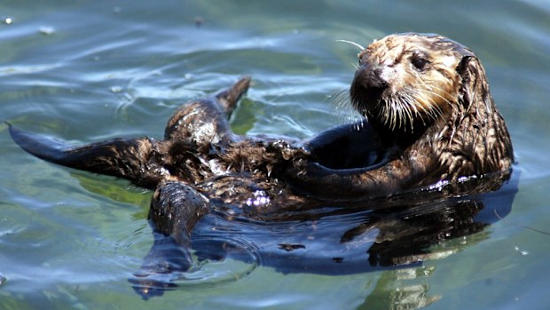 The 12-year-old otter drowned. (AAP/stock photo)