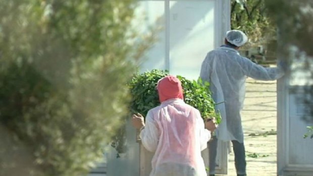 Migrant workers from Europe and Asia are reportedly being exploited. (ABC/Four Corners)