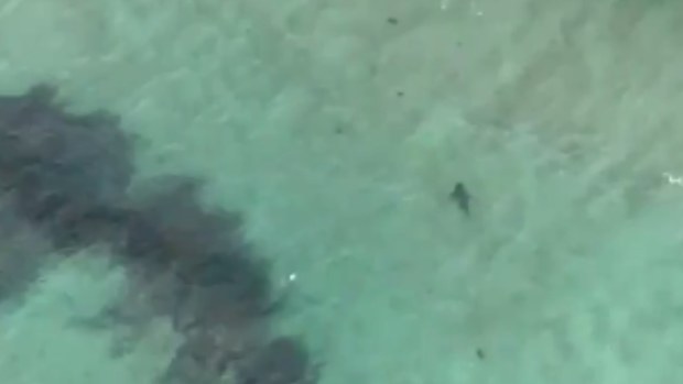 Victoria's fisheries department have said shark bites are "quite rare". (9NEWS)