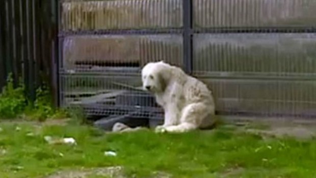 The dog has waited outside its dead owner's home for five years. (CEN/Digi 24)