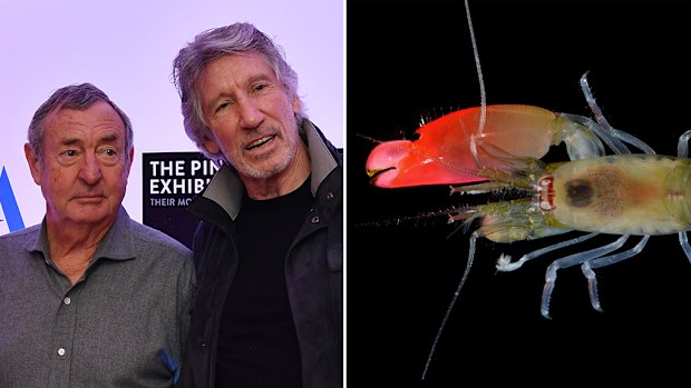 Pink Floyd band members Nick Mason (L) and Roger Waters; the newly-discovered bright pink-clawed pistol shrimp which has been named as 'Synalpheus pinkfloydi'. (AFP)