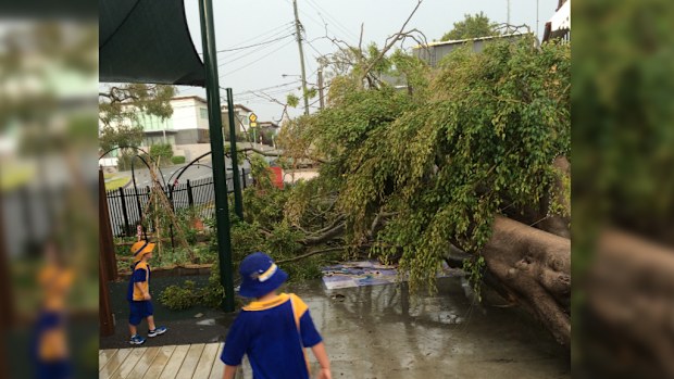 Students observe the fallen tree at Bulimba State Primary School. (Supplied)