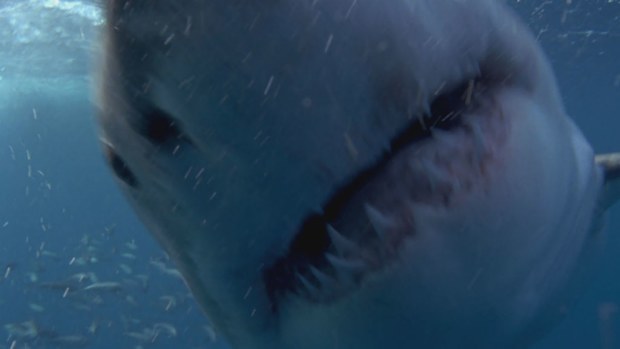 Shark drum lines have been installed amid several sightings. (AAP)