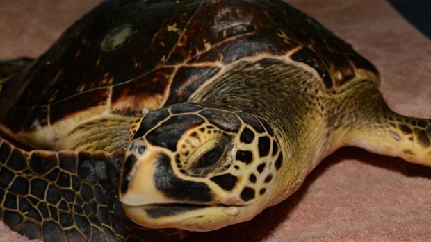 Summer the hybrid turtle. (AAP)
