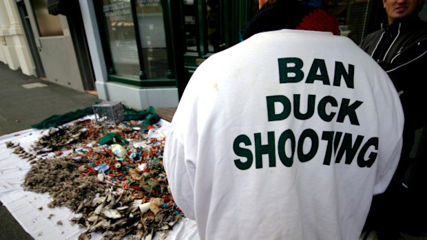 Animal activists are expected to protest against Victoria's duck hunting season. (AAP)