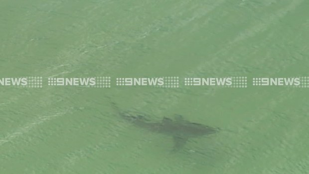 A 4m shark spotted in the ocean near where Matt Lee was attacked. (9NEWS)