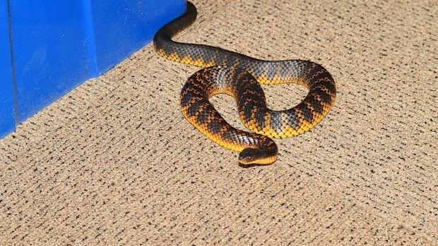 A file image of a tiger snake. (AAP)
