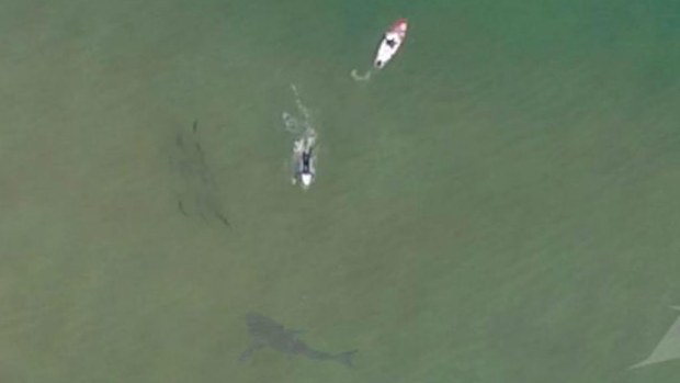 The shark, believed to be a great white, was reportedly as long as Andie Caska's nine foot paddleboard. (Supplied)